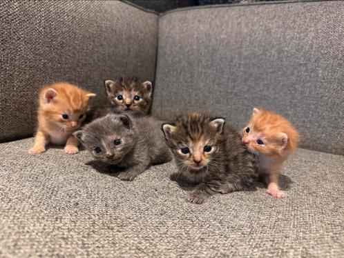 5 kittens met Brits korthaar bloed in de lijn, Dieren en Toebehoren, Katten en Kittens | Raskatten | Korthaar, Meerdere dieren