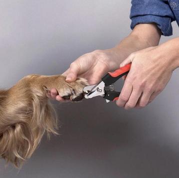 Dierenartsassistente komt aan huis nagels scheren medicatie beschikbaar voor biedingen