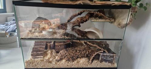 Hamster/ gerbil terrarium, Dieren en Toebehoren, Knaagdieren en Konijnen | Hokken en Kooien, Zo goed als nieuw, Hok, Minder dan 60 cm
