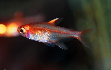 Hyphessobrycon amandae - Vuurtetra. Beschikbaar vanaf 22/10 beschikbaar voor biedingen