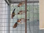 Te koop mooie wildkleur manputters majoor. En nog een koppel, Dieren en Toebehoren, Vogels | Overige Vogels, Meerdere dieren, Wildzangvogel
