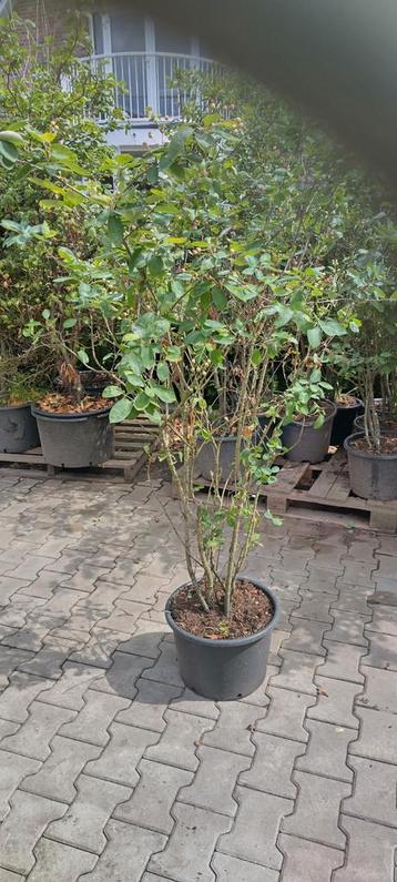 krentenboom Amelanchier lamarckii struik 150 cm  in pot 20 l beschikbaar voor biedingen