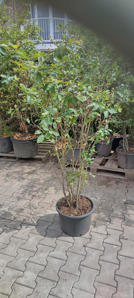 krentenboom Amelanchier lamarckii struik 150 cm  in pot 20 l, Tuin en Terras, Planten | Struiken en Hagen, Struik, Overige soorten