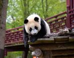 4 entreekaarten Ouwehands dierenpark, Drie personen of meer, Ticket of Toegangskaart