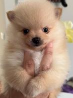 Prachtige mini pomeriaan pup, Parvo, Keeshond, Reu, 8 tot 15 weken