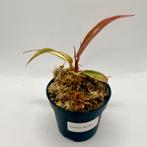 Philodendron Caramel Marble, Huis en Inrichting, Kamerplanten, Verzenden, Halfschaduw, Minder dan 100 cm