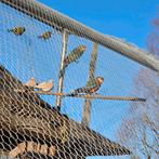 2 koppels wildkleur stanley rosella's, Meerdere dieren, Parkiet, Geringd