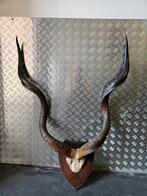 Echte hoorns van Zuid-Afrikaanse Kudu, Springbok en Gazelle, Verzamelen, Dierenverzamelingen, Ophalen, Zo goed als nieuw, Wild dier