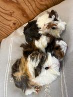Drie jonge cavia vrouwtjes (Peruvian x borstel), Dieren en Toebehoren, Knaagdieren, Oktober, Vrouwelijk, Cavia