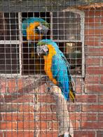 Blauwgele Jonge Ara pop/man, Dieren en Toebehoren, Vogels | Parkieten en Papegaaien, Meerdere dieren, Papegaai, Tam