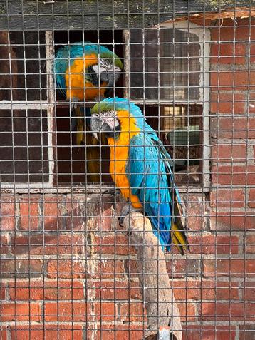 Blauwgele Jonge Ara pop/man beschikbaar voor biedingen