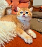Britse korthaar Kittens met Stamboom., Ontwormd