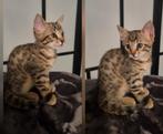 Prachtige, speelse en zindelijke kittens🐾, Dieren en Toebehoren, Katten en Kittens | Raskatten | Korthaar, Meerdere dieren, Ontwormd