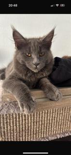 Maine coon, 0 tot 2 jaar