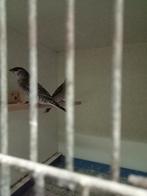 Gevraagd diverse vogels, Dieren en Toebehoren, Vogels | Overige Vogels, Meerdere dieren