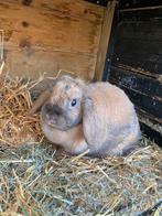 Nhd konijntje voedster, Dieren en Toebehoren, Konijnen, Vrouwelijk, Dwerg