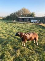 Bonte dekram stamboek, Dieren en Toebehoren, Schapen, Geiten en Varkens, Mannelijk, Schaap