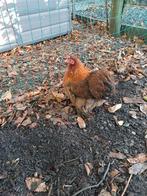 3 prachtige cochin kriel hennen, Dieren en Toebehoren, Pluimvee, Vrouwelijk, Kip