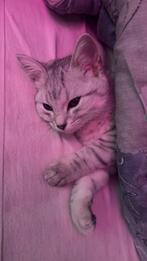 Ragdoll x europese korthaar kitten, Dieren en Toebehoren, Katten en Kittens | Raskatten | Langhaar, Poes