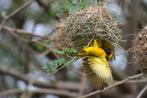 Grote textor wever, Dieren en Toebehoren, Vogels | Overige Vogels, Meerdere dieren, Geringd