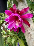 cactus - Epiphyllum Edna Stoddard, Ophalen of Verzenden, Cactus, Volle zon, Minder dan 100 cm