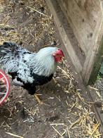 Wyandotte Haan, Dieren en Toebehoren, Pluimvee, Mannelijk, Kip