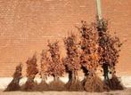 Beuken fagus sylvatica Groen en Rood, Tuin en Terras, Ophalen, Beukenhaag, 100 tot 250 cm