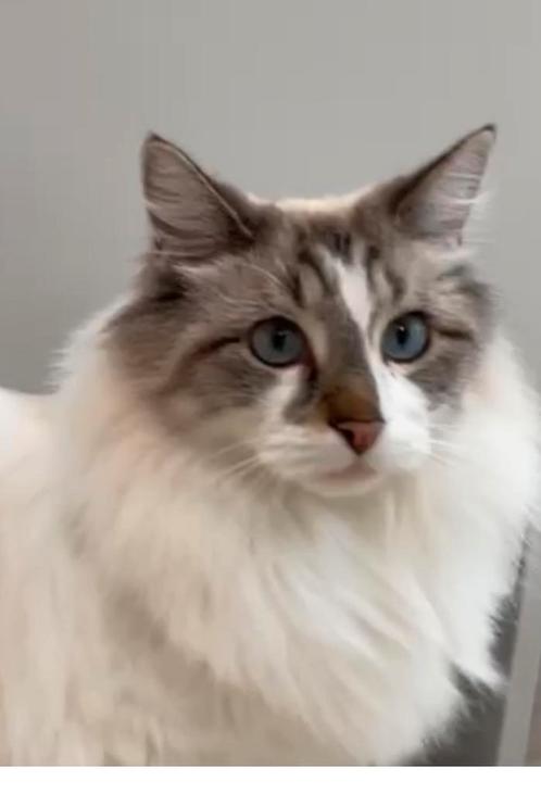 Mooie en lieve mainecoon ragdoll kater zoekt rustig thuis, Dieren en Toebehoren, Katten en Kittens | Raskatten | Langhaar, Kater