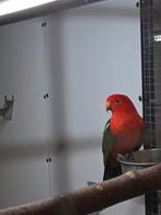 Koningsparkiet koppel 2023 voor rode stuit, Dieren en Toebehoren, Vogels | Parkieten en Papegaaien, Meerdere dieren, Parkiet, Geringd