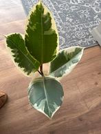 Ficus stek met wortels, Ficus, In pot, Minder dan 100 cm, Groene kamerplant