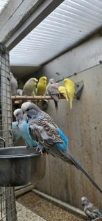 Engelse grasparkieten, Meerdere dieren, Parkiet