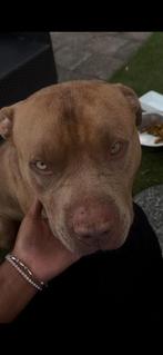 Amerikaanse Bully XXL, Dieren en Toebehoren, Rabiës (hondsdolheid), Reu, 1 tot 2 jaar, Bulldog