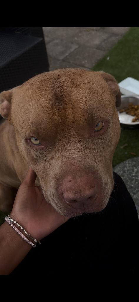 Amerikaanse Bully XXL, Dieren en Toebehoren, Honden | Bulldogs, Pinschers en Molossers, Reu, Bulldog, Particulier, Eén hond, Nederland