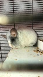 Chinchilla jonge, Dieren en Toebehoren, Knaagdieren, Mannelijk, Chinchilla, Voor 1 juli 2024, Tam