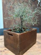 Oude houten kist landelijk Brocante sober sleets imperfect, Ophalen of Verzenden