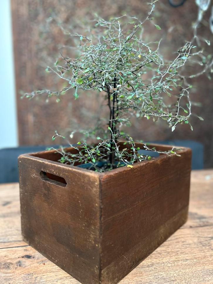 Oude houten kist landelijk Brocante sober sleets imperfect, Antiek en Kunst, Curiosa en Brocante, Ophalen of Verzenden
