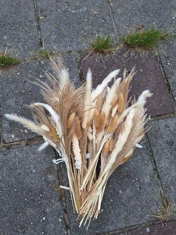 Droogbloemen  beschikbaar voor biedingen