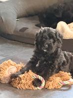 Bouvier pups met stamboom, Dieren en Toebehoren, CDV (hondenziekte), Overige rassen, 8 tot 15 weken, Meerdere