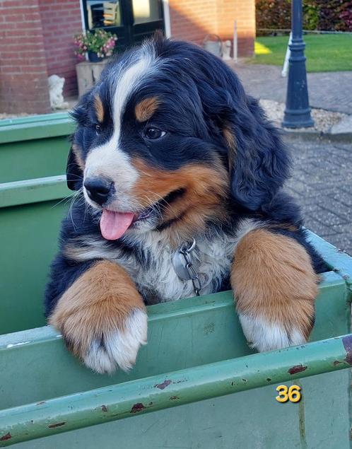 mooie Berner sennen pups met stamboom per direct beschikbaar, Dieren en Toebehoren, Honden | Bulldogs, Pinschers en Molossers
