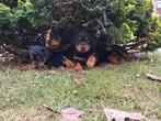 Super mooie raszuivere rottweiler pups te koop!, 8 tot 15 weken, CDV (hondenziekte), Meerdere, Meerdere dieren