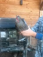 Hanen, Dieren en Toebehoren, Pluimvee, Mannelijk, Kip