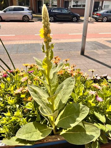 Gratis uitsteken, grote Mullein, zeer geneeskrachtige plant. beschikbaar voor biedingen