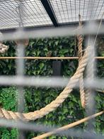 Japanse nachtegaal, Dieren en Toebehoren, Vogels | Kanaries, Mannelijk, Zangkanarie