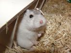 Hamsters, Meerdere dieren, Hamster, Tam