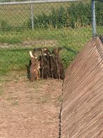 Loopeenden, Dieren en Toebehoren, Pluimvee, Meerdere dieren, Eend