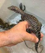 Varanus doreanus Jayapura