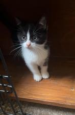 2 onwijs lieve kittens, Dieren en Toebehoren, Meerdere dieren, Kortharig, 0 tot 2 jaar