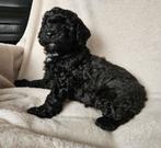 Mini australian labradoodle pup (reutje), Dieren en Toebehoren, Honden | Retrievers, Spaniëls en Waterhonden, 8 tot 15 weken, Meerdere