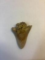 Megalodon Haaientand (7), Ophalen of Verzenden, Fossiel