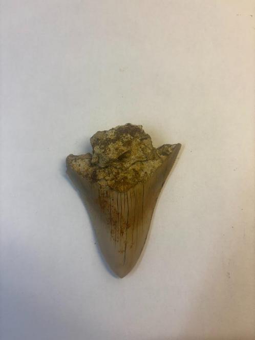 Megalodon Haaientand (7), Verzamelen, Mineralen en Fossielen, Fossiel, Ophalen of Verzenden